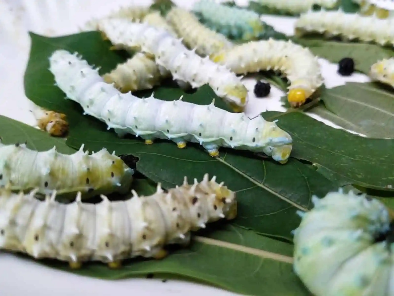 Saar Eri SilkCompany Limited